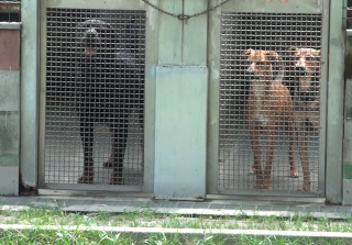 Pitbull morto, dentro una valigia a Torino, denuncia dell’Enpa